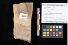 Foto (Objekt + Etikett) von Myrica lignitum Unger (NHMW-GEO-2024-0188-0700)